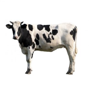 Доильные аппараты для коров